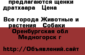 предлагаются щенки дратхаара › Цена ­ 20 000 - Все города Животные и растения » Собаки   . Оренбургская обл.,Медногорск г.